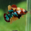 Multicolor/ Galaxy Koi Plakat- Female- 13 Weeks Old