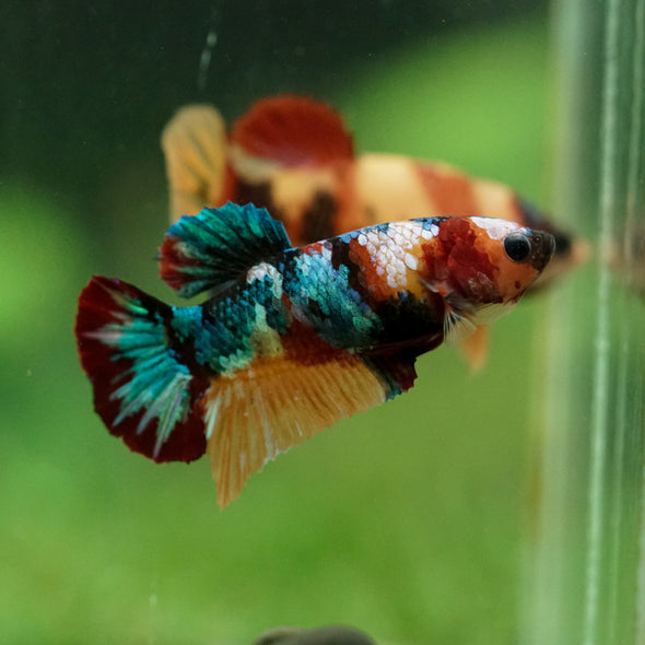 Multicolor/ Galaxy Koi Plakat- Female- 13 Weeks Old
