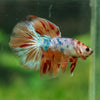 Galaxy/Candy Koi Halfmoon - 14 weeks old