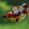 Multicolor/Galaxy Koi Plakat -13 weeks Old