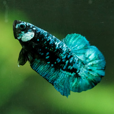 Black Koi Galaxy Plakat (Avatar) -10 weeks Old