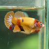 Multicolor/ Galaxy Koi Plakat- Female- 13 Weeks Old