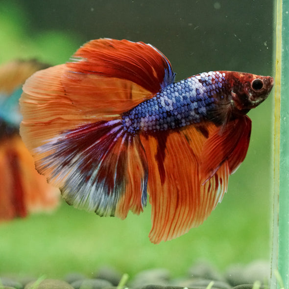 Galaxy/Candy Koi Halfmoon - 14 weeks old