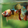 Multicolor/Galaxy Koi Plakat -16 weeks Old