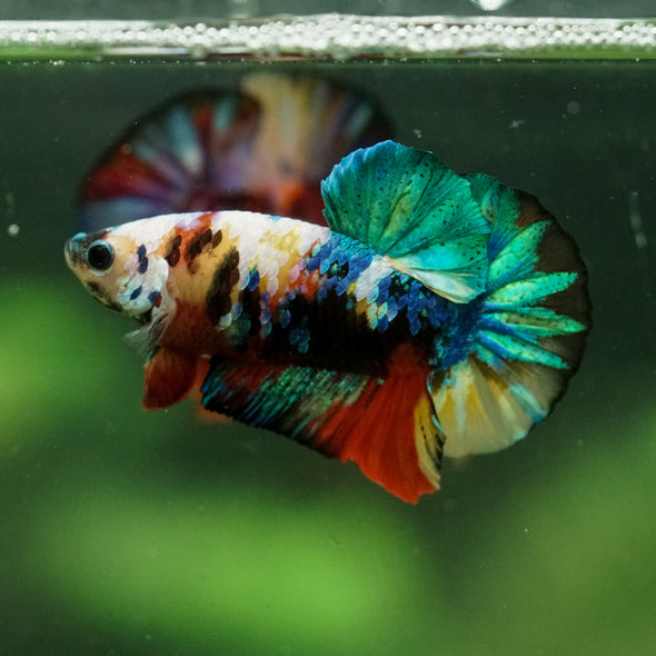 Multicolor/Galaxy Koi Plakat -16 weeks Old