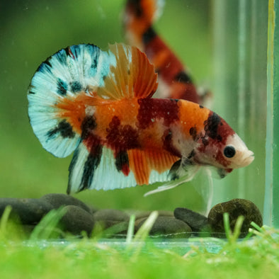 Multicolor/Galaxy Koi Plakat -16 weeks Old