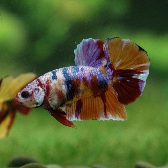 Multicolor/Galaxy Koi Plakat -13 weeks Old