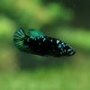 Black Galaxy Koi Plakat (Avatar) - Female- 13 Weeks Old