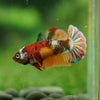 Multicolor/ Galaxy Koi Plakat- Female- 13 Weeks Old