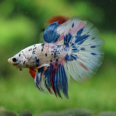 Galaxy/Candy Koi Halfmoon - 14 weeks old