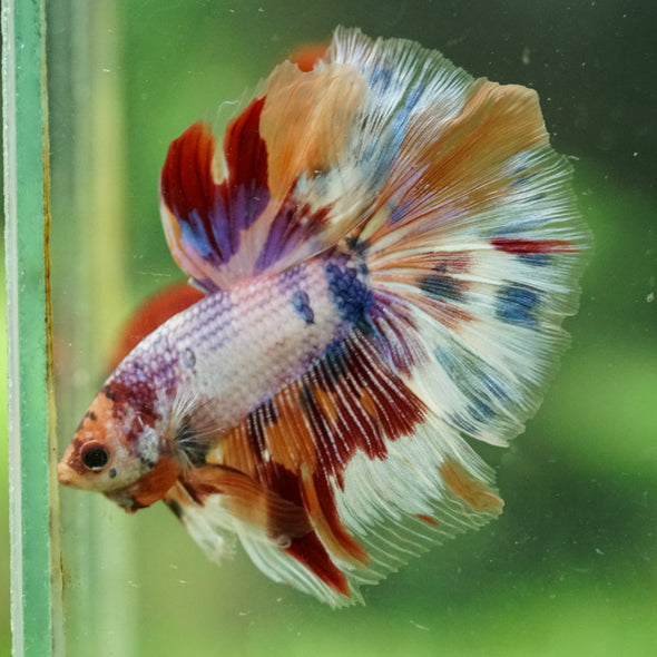Galaxy/Candy Koi Halfmoon - 14 weeks old