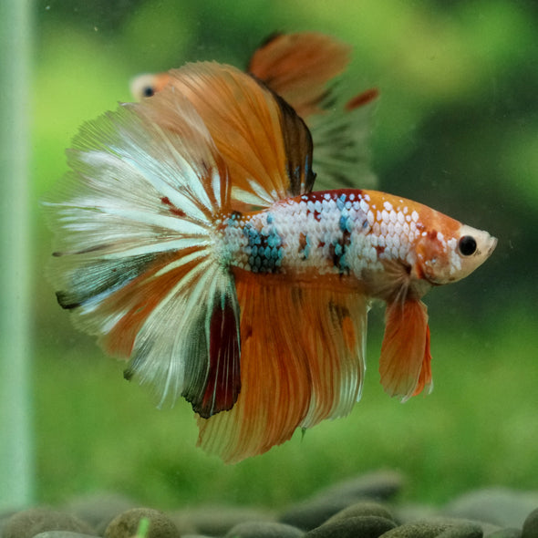 Candy/Galaxy Koi Halfmoon - 15 weeks old