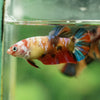 Multicolor/ Galaxy Koi Plakat- Female- 13 Weeks Old