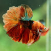 Galaxy/Candy Koi Halfmoon - 14 weeks old