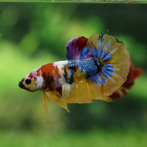 Multicolor/Galaxy Koi Plakat -13 weeks Old