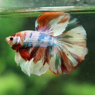 Galaxy/Candy Koi Halfmoon - 14 weeks old