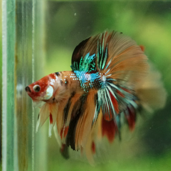 Galaxy Koi Halfmoon - 10 weeks old