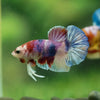 Multicolor/Galaxy Koi Plakat -10 weeks Old