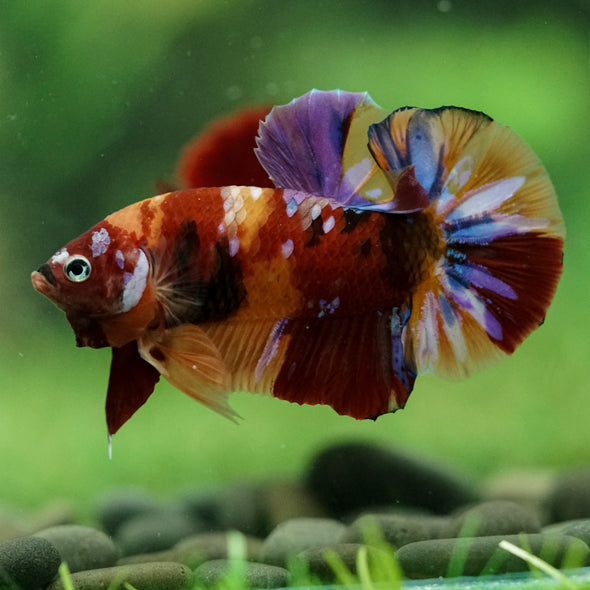 Multicolor/Galaxy Koi Plakat -16 weeks Old