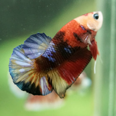 Multicolor/Galaxy Koi Plakat -11 weeks Old