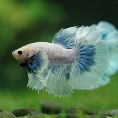 Dumbo Halfmoon - 10 weeks old