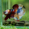 Multicolor/Galaxy Koi Plakat -16 weeks Old