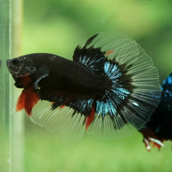 Black Base Galaxy/Candy Koi Halfmoon - 14 weeks old
