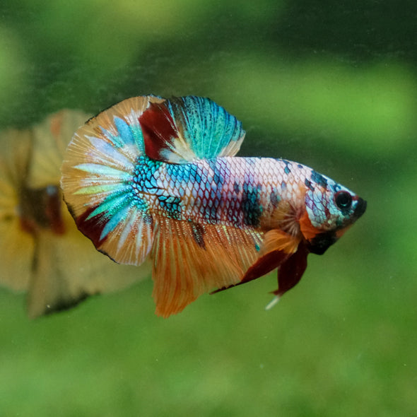 Multicolor/Galaxy Koi Plakat -13 weeks Old