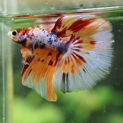 Galaxy/Candy Koi Halfmoon - 14 weeks old
