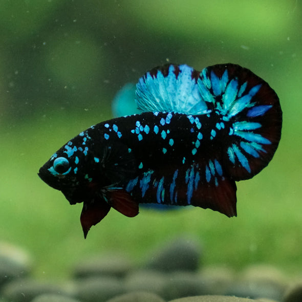 Black Koi Galaxy Plakat (Avatar) -13 weeks Old