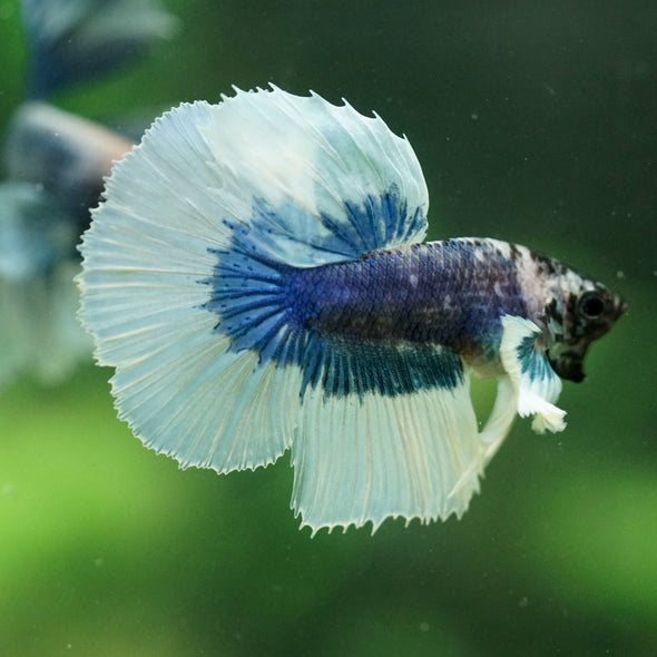 Dumbo Halfmoon - 11 weeks old
