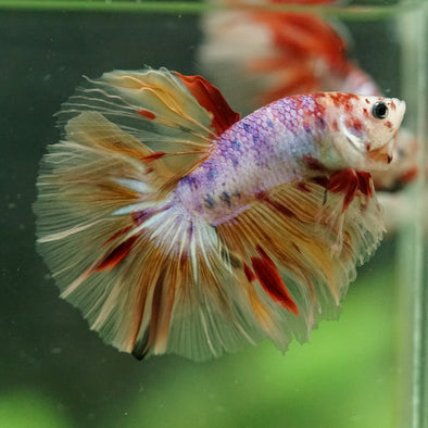 Galaxy/Candy Koi Halfmoon - 14 weeks old