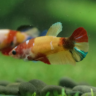 Multicolor/ Galaxy Koi Plakat- Female- 13 Weeks Old