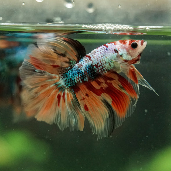 Galaxy/Candy Koi Halfmoon - 14 weeks old