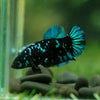 Black Galaxy Koi Plakat (Avatar) - Female- 13 Weeks Old