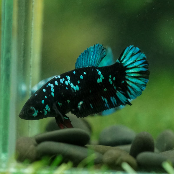 Black Galaxy Koi Plakat (Avatar) - Female- 13 Weeks Old