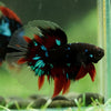 Black Base Galaxy/Candy Koi Halfmoon - 14 weeks old