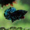 Black Base Galaxy/Candy Koi Halfmoon - 14 weeks old