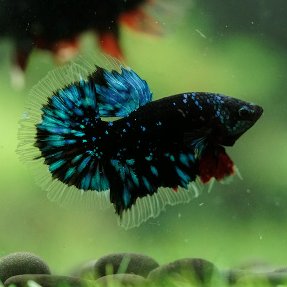 Black Base Galaxy/Candy Koi Halfmoon - 14 weeks old