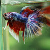 Galaxy/Candy Koi Halfmoon - 14 weeks old