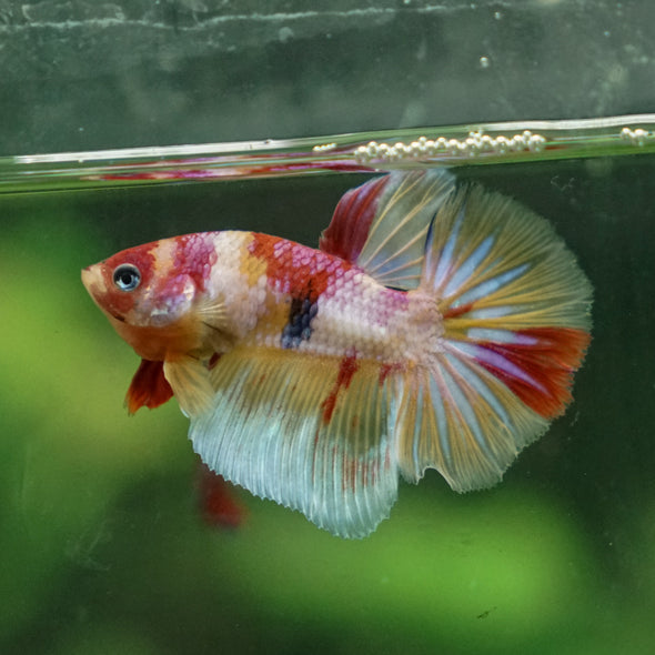 Multicolor/Galaxy Koi Plakat/Halfmoon hybrid -11 weeks Old