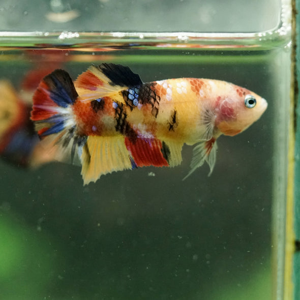 Multicolor/ Galaxy Koi Plakat- Female- 13 Weeks Old