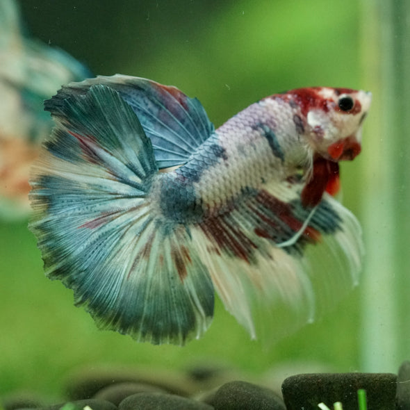 Galaxy/Candy Koi Halfmoon - 11 weeks old