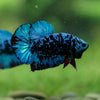 Black Koi Galaxy Plakat (Avatar) -13 weeks Old