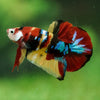 Multicolor/Galaxy Koi Plakat -16 weeks Old