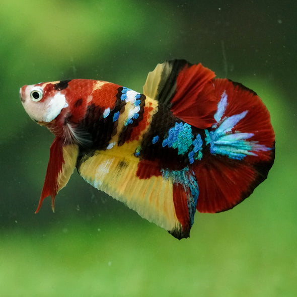 Multicolor/Galaxy Koi Plakat -16 weeks Old