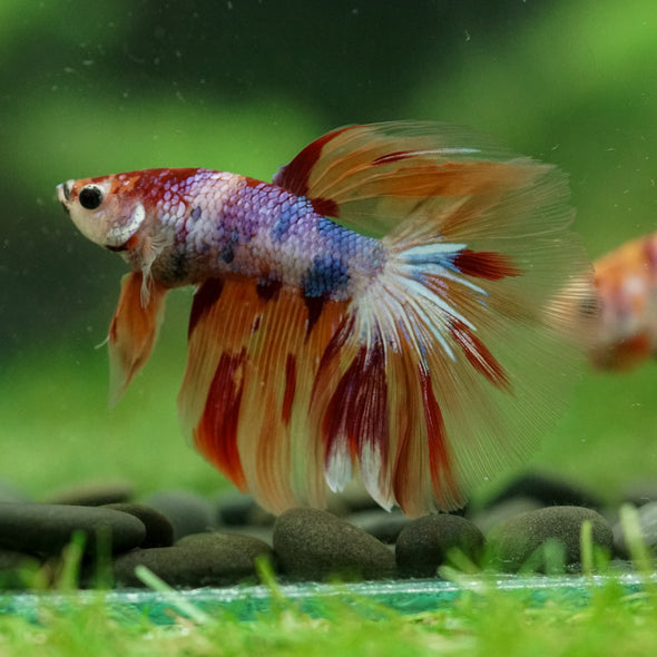 Galaxy/Candy Koi Halfmoon - 14 weeks old