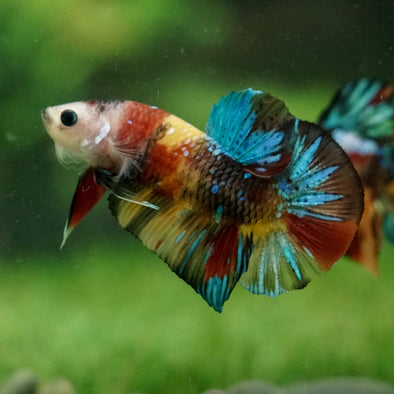 Multicolor/Galaxy Koi Plakat -16 weeks Old