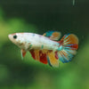 Multicolor/ Galaxy Koi Halfmoon - Female- 13 Weeks Old