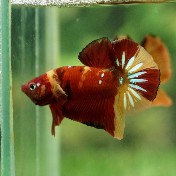 Multicolor/Galaxy Koi Plakat -13 weeks Old